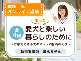 動物看護師が教えるお家でできる犬のストレス解消あそび ペット用品の通販サイト ペピイ Peppy