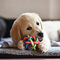 犬用おすすめ知育玩具ランキングTOP10！効果や選び方についても解説