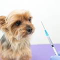犬の予防接種についてスケジュールや種類、副作用を解説！