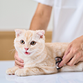【獣医師監修】猫は去勢手術をするべき？時期や費用・助成金について