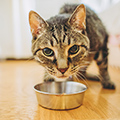 猫のフードって何がいいの？適切な食事回数やフードの選び方、与え方を獣医師が紹介