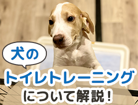 獣医師監修 犬が雷や花火など大きな音を怖がる理由とその対処法 ペット用品の通販サイト ペピイ Peppy