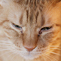 猫の目やにケアのコツ・目やにの色や量ごとの対処法・嫌がる猫の目薬のコツを獣医師が紹介！ - ペット用品の通販サイト ペピイ（PEPPY）