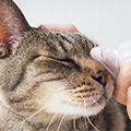 【獣医師監修】猫の目やにの原因は？気になる目やにの原因や点眼のコツを獣医師が紹介！