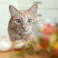 猫が食べてはいけないものとは？注意すべき食品や対策方法も