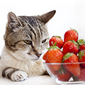 猫が食べられるものとは？必要な栄養やおすすめフードについても解説
