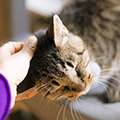 愛猫のフケの原因と予防方法・対策について獣医師が解説- ペット用品の通販サイト ペピイ（PEPPY）
