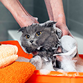 猫のお風呂の入れ方と嫌がらないコツ！適切な頻度やおすすめシャンプーも紹介
