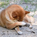 【獣医師監修】犬に寄生するノミの対処法を解説!見つけ方や駆除方法、治療・予防方法について
