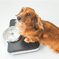 【獣医師監修】理想的な犬のダイエット方法<br>肥満の基準や成功ポイントについて解説