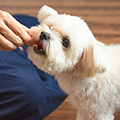 犬が噛む理由とは？噛み癖を直す方法や注意点をご紹介