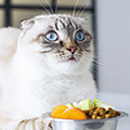 ネコが食欲不振になる原因とは?対処法や病院受診の目安を解説