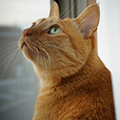 【獣医師監修】猫の慢性腎臓病とは？なったらどうする？原因や治療法、予防はある？