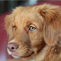 【獣医師監修】犬の認知症の症状とは？予防のコツや介護方法も解説