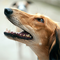 犬も虫歯や歯周病になる？原因や対策・予防方法を紹介