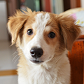 【獣医師監修】犬のアレルギーの症状と原因は？愛犬のためにできる対処法を紹介