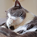 【獣医師監修】猫がくしゃみをする原因とは?<br>考えられる病気や対処方法をご紹介