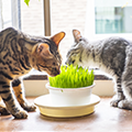 【獣医師監修】猫草とは？猫に食べさせた方がいい？猫草の効果やメリットを紹介