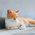 猫の暑さ対策はどうすべき？熱中症の予防法やおすすめ対策グッズを紹介！