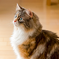 【専門家監修】猫に「待て」は教えられる？その意味と教える際の注意点を解説！