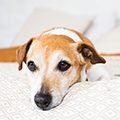 【獣医師監修】犬が早起きなのはなぜ？理由と対処法について解説