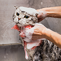 【トリマー監修】猫へのシャンプーの必要性とは？具体的な方法や頻度は？おすすめ人気商品も発表！