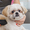 【トリマー監修】犬用バリカン・選び方や初心者でもできるやり方を紹介