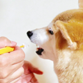 犬の歯磨きのコツやおすすめの犬用歯ブラシをご紹介