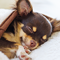 【専門家監修】犬にとっての睡眠とは？平均的な睡眠時間や快適な寝床について