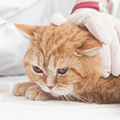 猫の関節炎～原因や症状・ケア方法を詳しくご紹介～