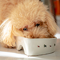 老犬の介護「食べる」「食事」：加齢による「食」の変化とその対処法、実体験談を交えた気をつけたいポイント