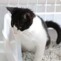 【専門家監修】猫のトイレ回数は1日平均何回？目安の頻度や注意点について解説