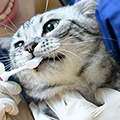 猫の歯磨きの正しい方法とは？頻度や必要性について解説