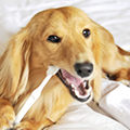 犬の歯磨きは毎日必要？最適な頻度や歯磨きの方法について解説