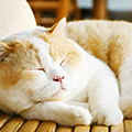 シニア猫だからこそ、元気でいて欲しい 健康寿命を延ばすために気をつけたいポイント：⑤病気編
