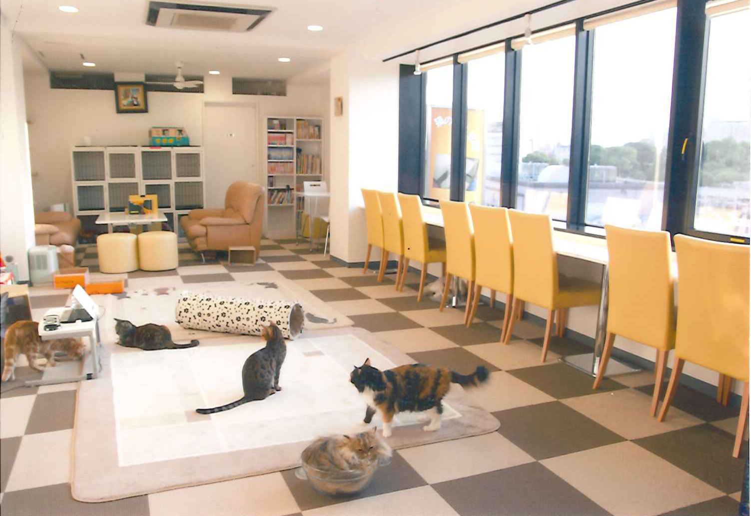 猫まるカフェ Ueno ペット用品の通販サイト ペピイ Peppy