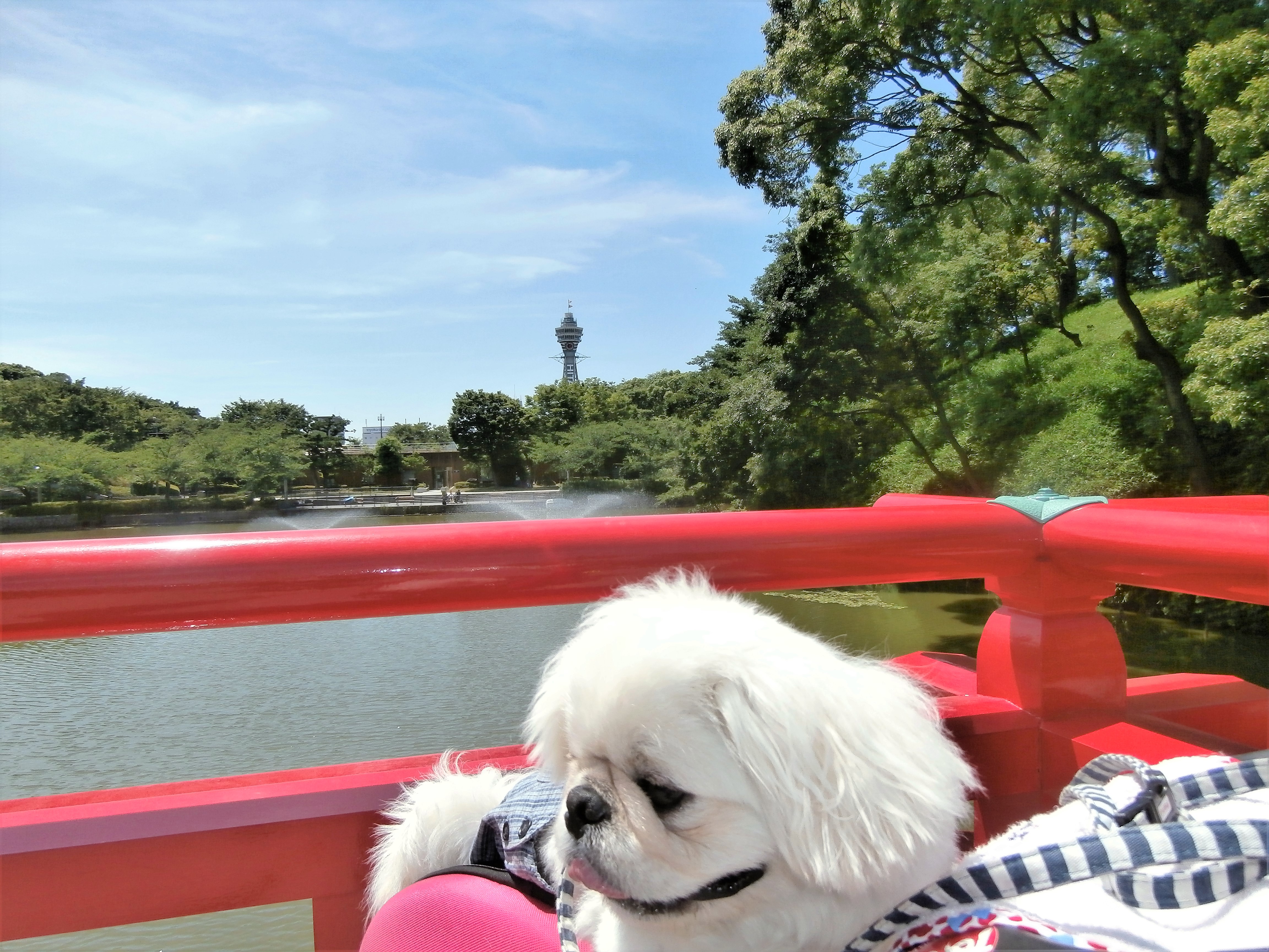 コレクション 茶臼山 公園 ペット