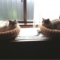 ラタンチューブベッド（猫用ベッド）