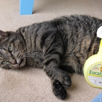 ユーカリプタススプレー（家庭用クリーナー）