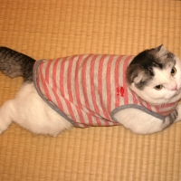 オーガニックネコタンク (猫用 ルームウェア 洋服)