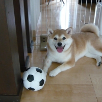 ランコ　ボールシリーズ （天然ゴム製の犬用おもちゃ）