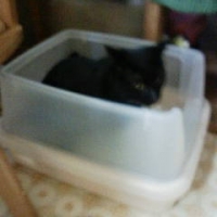 ネコのトイレハーフカバー