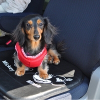 安全シートベルト（犬用シートベルト）