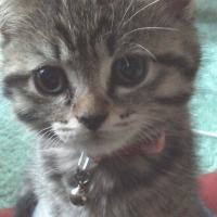 【成長後期の子猫用】 ロイヤルカナン キトン