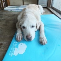 ケーナインクーラー (犬用 猫用 クールマット ひんやりマット)