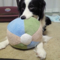 大きなボール（犬用おもちゃ）