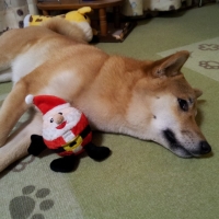 ポッピンクリスマス（犬用おもちゃ）