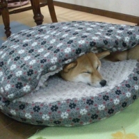 フラワーフード付ベッド（犬用ベッド）