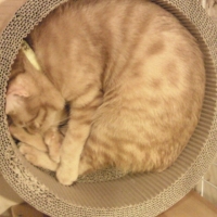 ガリガリサークル (猫用 爪とぎ ダンボール おもちゃ ベッド)