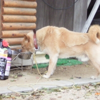ユーカヌバ　成犬用　中型犬用　１歳以上